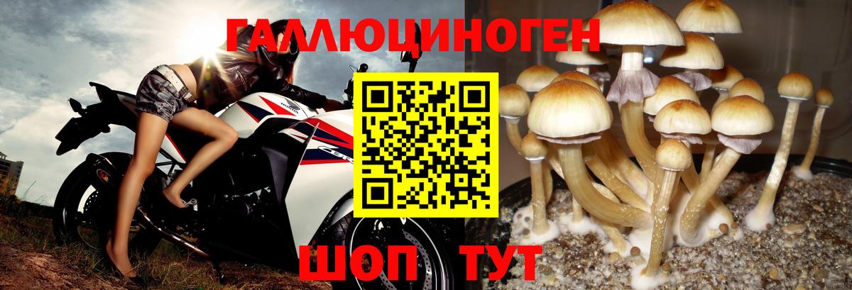 Галлюциногенные грибы мухоморы Новокубанск